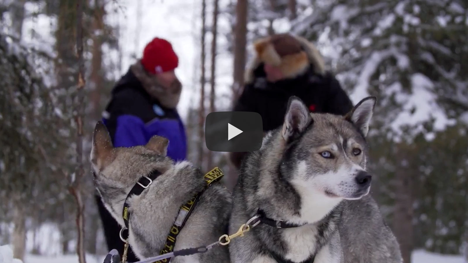 Husky-Safaris